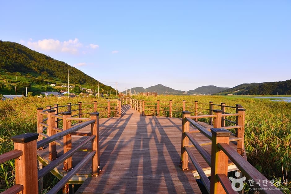전남_여수_여수 가사리 갈대밭 (5)