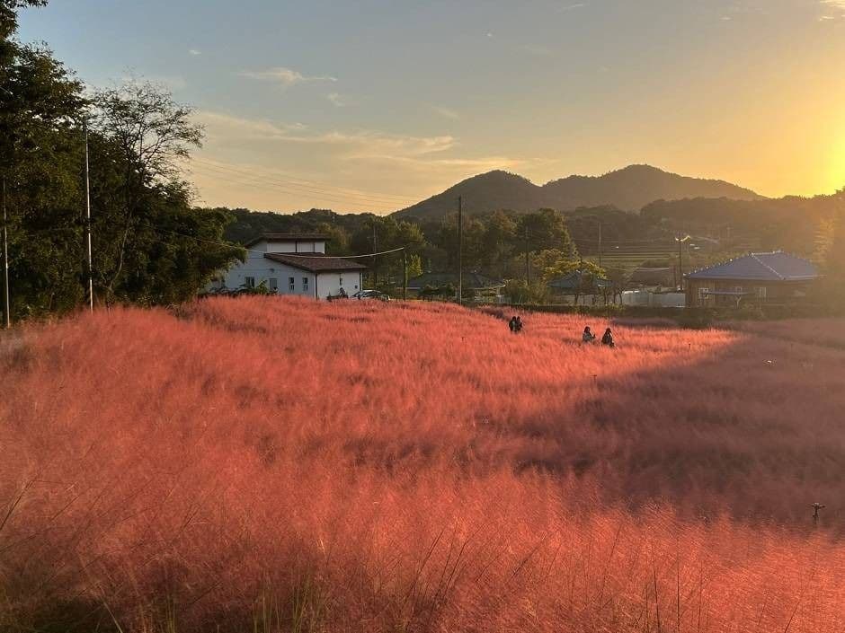 2025 고창청농원 핑크뮬리가든 2