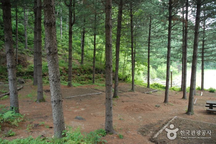 청옥산자연휴양림_13