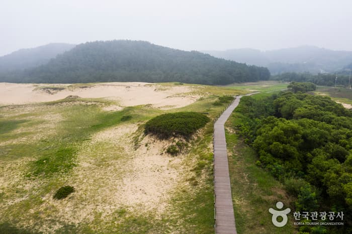 태안 신두리 해안사구
