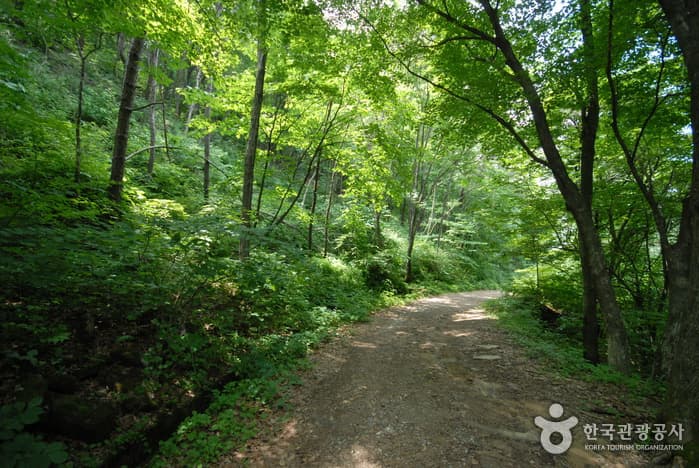 조령산자연휴양림_06