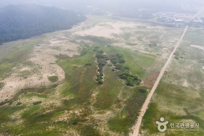 태안 신두리 해안사구