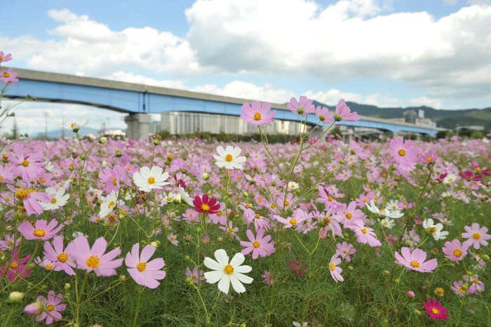 삼락생태공원_12