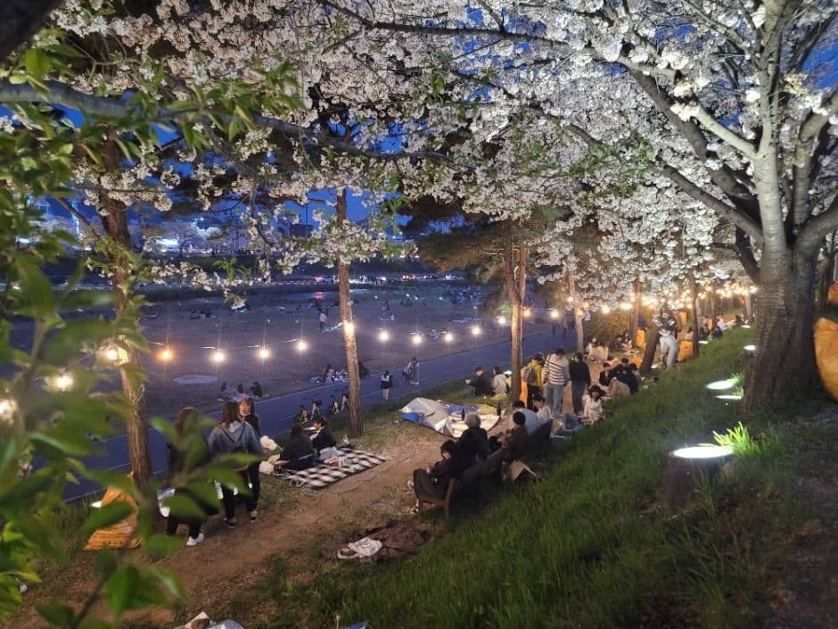 2025 벚꽃과 함께하는 청주 푸드트럭 축제 1