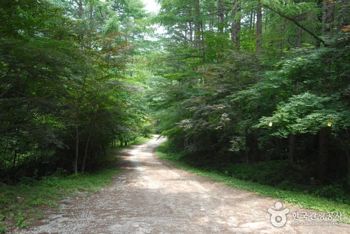 조령산자연휴양림_09