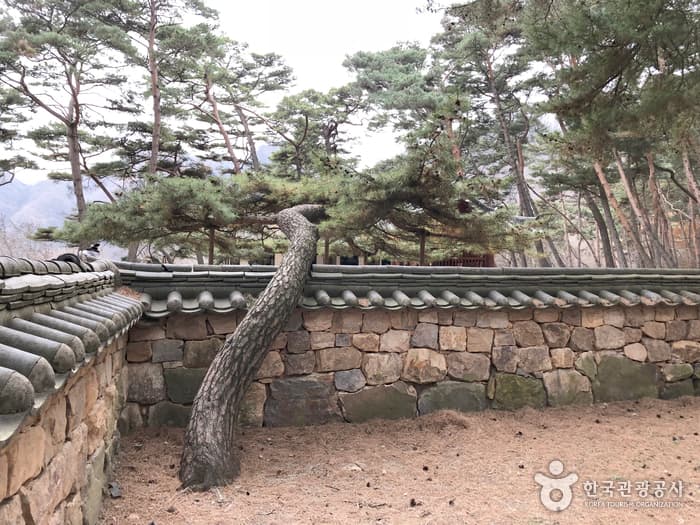 강원_영월_청령포15