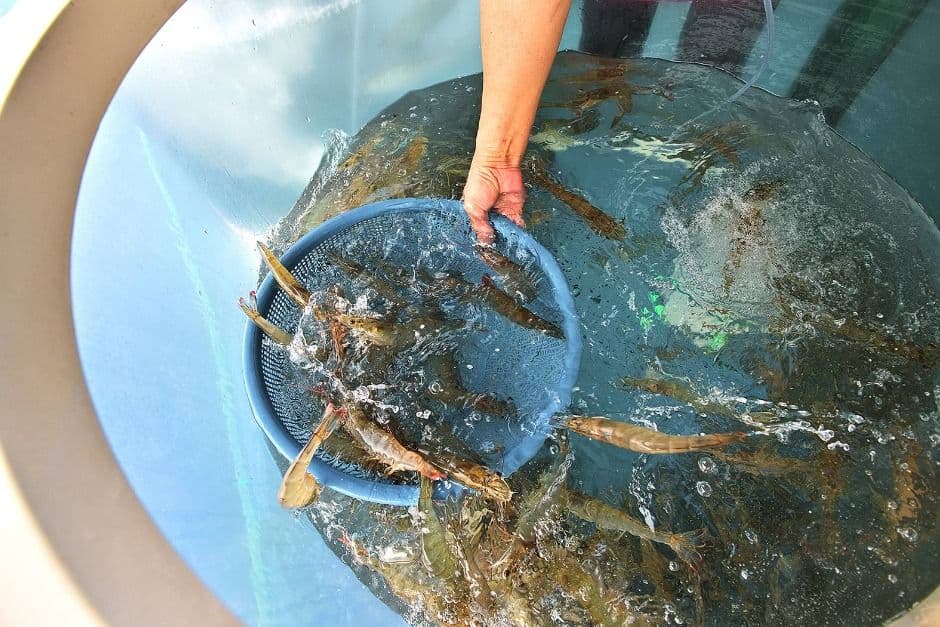 2025 홍성남당항 대하축제 8