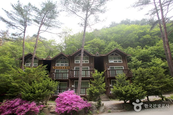 강원_인제_강선계곡 야생화를 만나는 생태 체험, 곰배령36