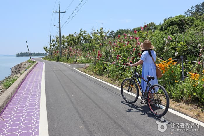 전남_신안_1보 3컷 인생샷 성지, 보라색 파도치는 반월도·박지도_11