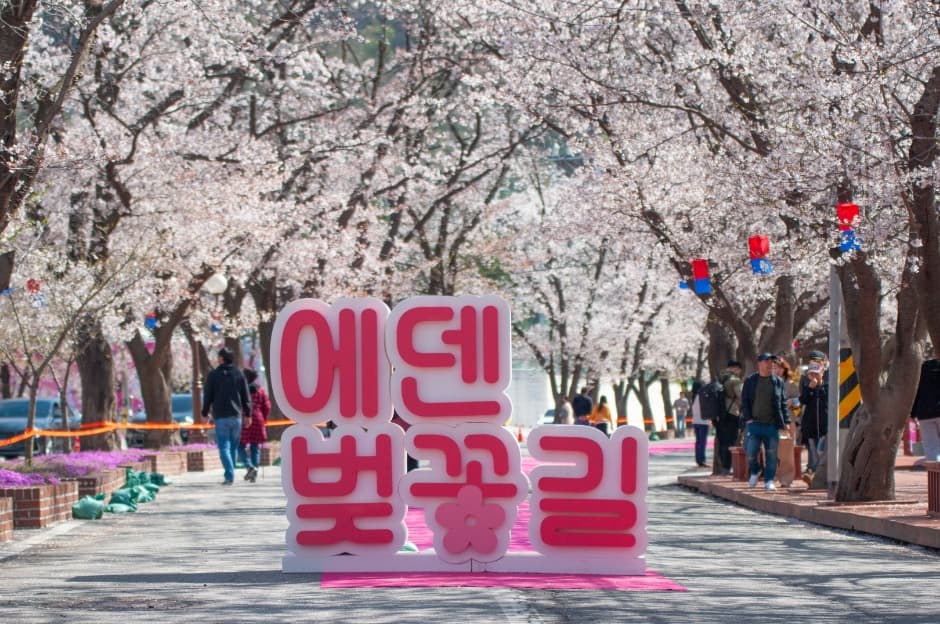 2024 에덴벚꽃길 벚꽃축제 1