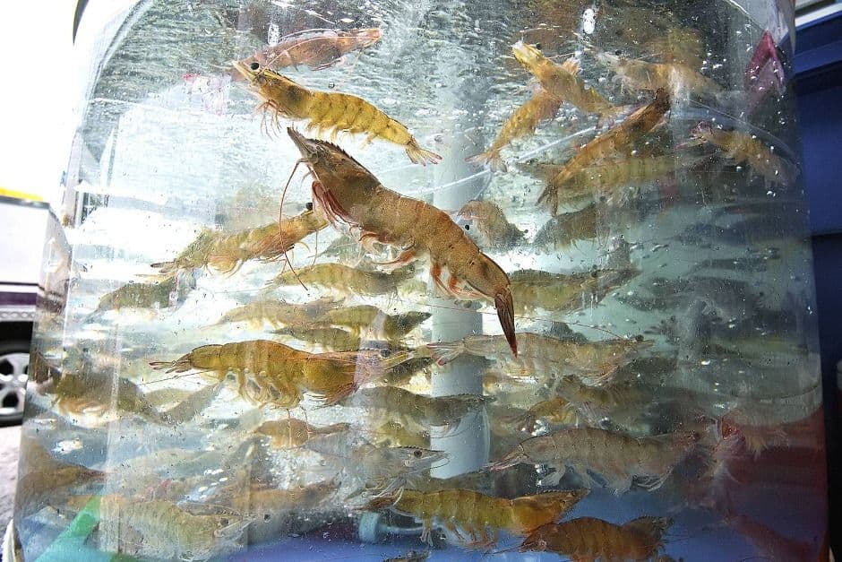 2025 홍성남당항 대하축제 2