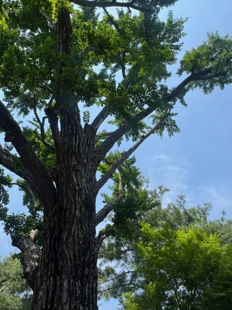 서울_성주우물터은행나무 (3)