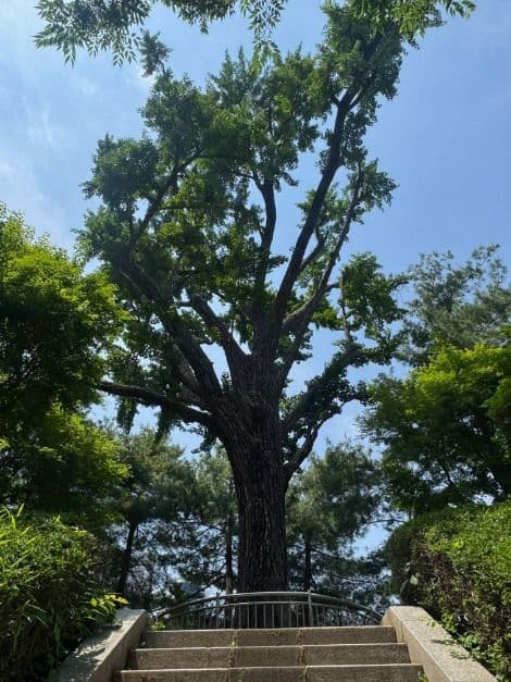 서울_성주우물터은행나무 (4)