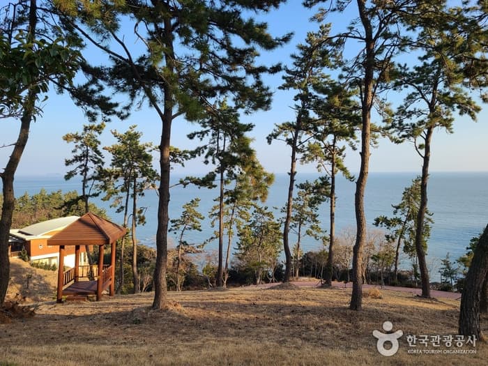 전남_진도_[소도시 낭만 여행, 마이리틀시티] 7탄 숲멍 놀멍 멍멍, 진도 3멍 여행_05