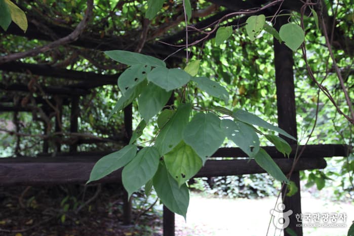 창덕궁의 다래나무