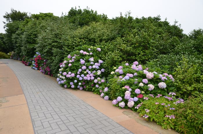 장사도해상공원_(8)