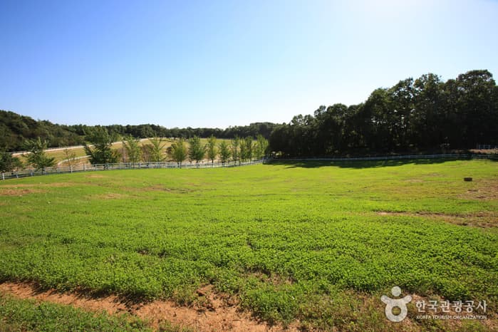 Wondang Horse Ranch (Let's Run Farm) (원당종마목장 (렛츠런팜 원당))