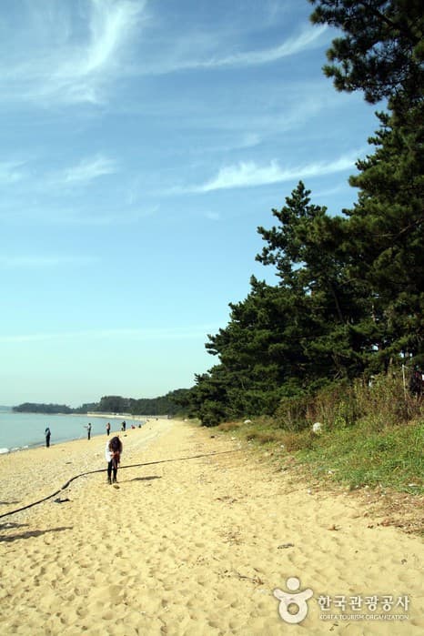 화성-바다의숨결-궁평사구-백사장-정은주