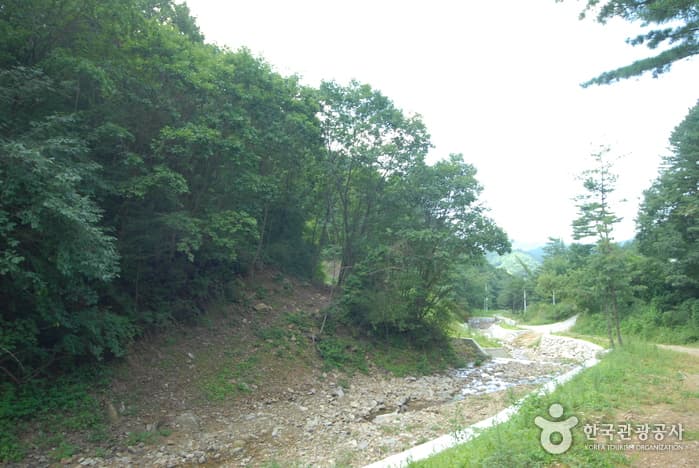 주천강휴양림_14