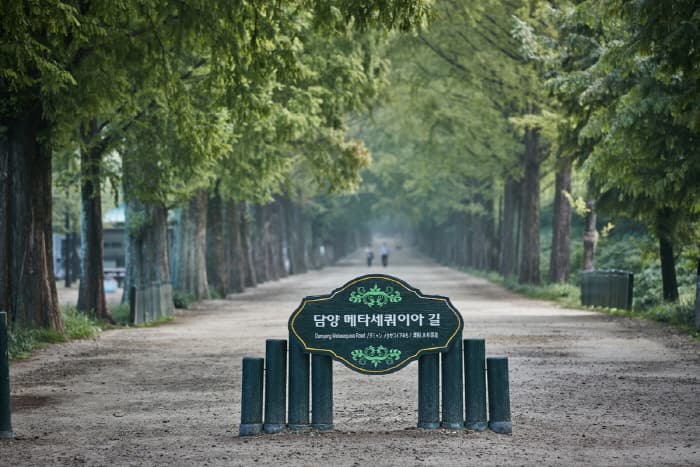 한국문화정보원_메타세콰이어길 6