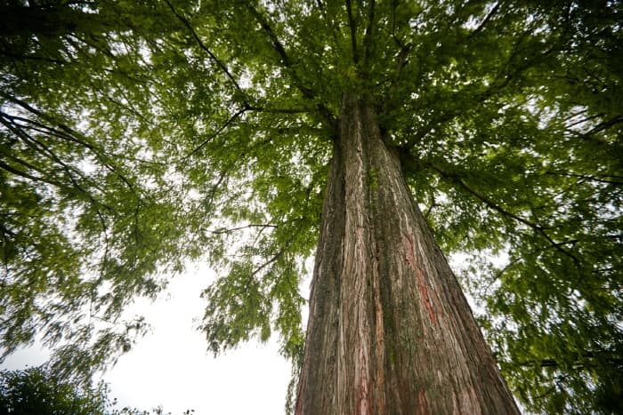 한국문화정보원_메타세콰이어길 10