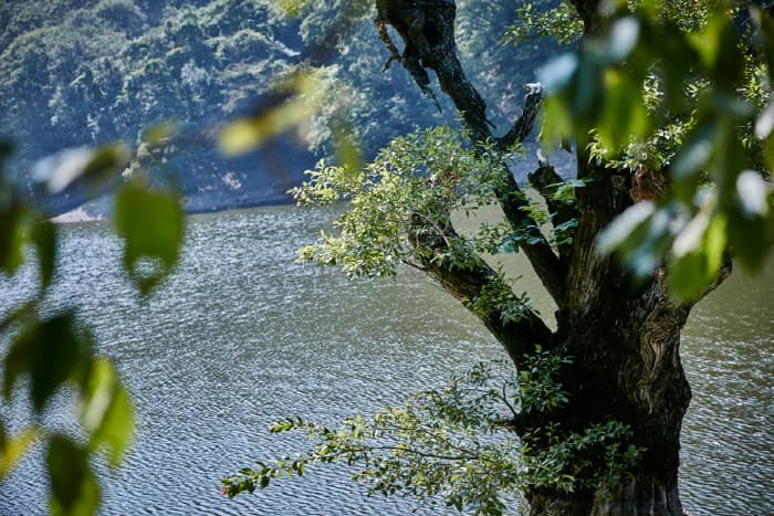 한국문화정보원_주산지 6