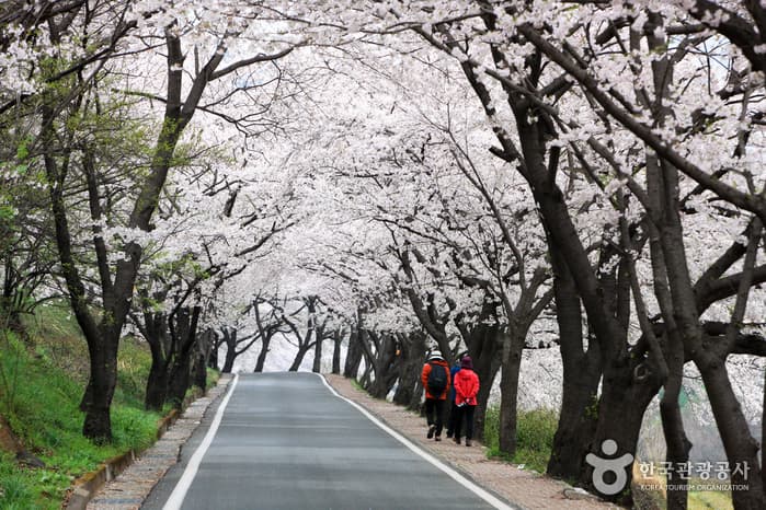 화개십리벚꽃길