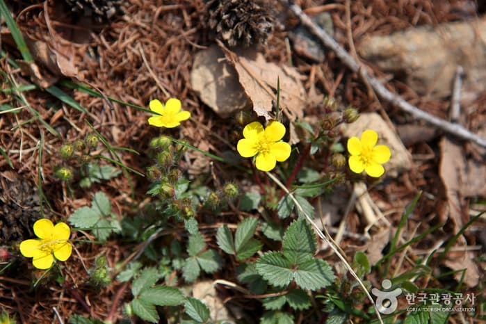 경북_봉화_청옥산자연휴양림15