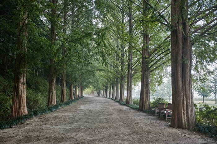 한국문화정보원_메타세콰이어길 1