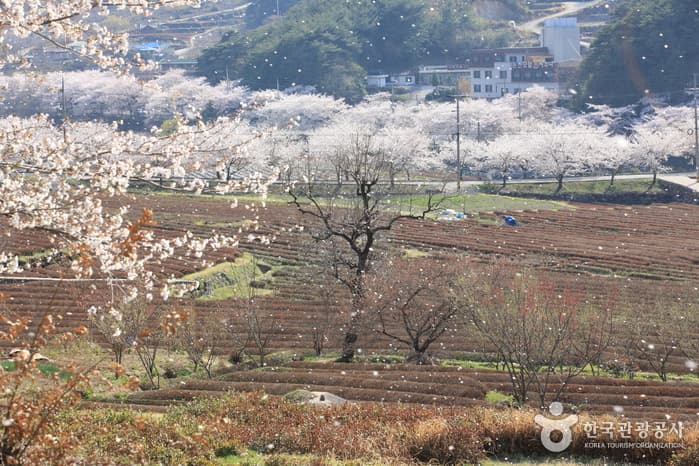 화개십리벚꽃길