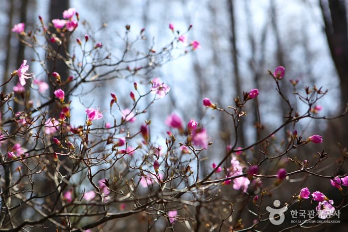 경북_봉화_청옥산자연휴양림14