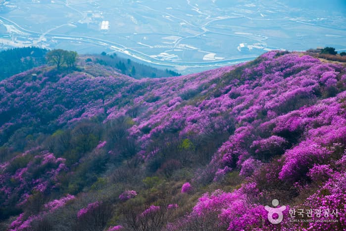 Yeosu Yeongchwisan Mountain (영취산 (여수))