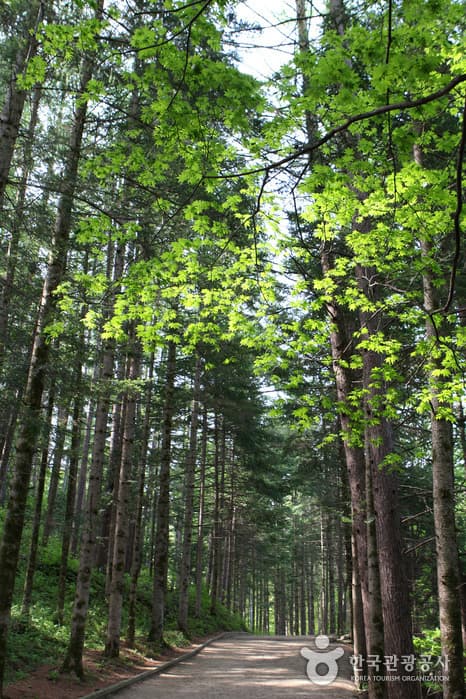강원_평창_방황하는 칼날 촬영지06