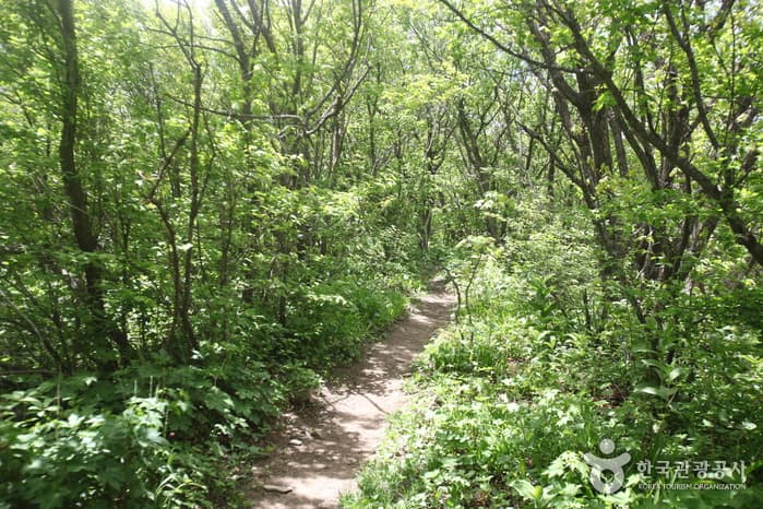 강원_평창_오대산국립공원08