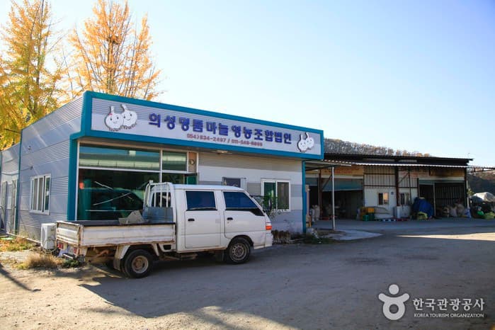 경북_의성_의성마늘장터04