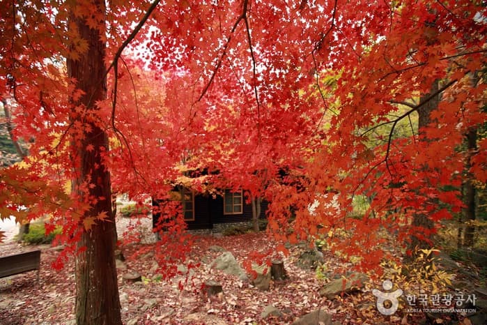 전남_장성_호호~ 깔깔~ 즐거운 숲에서 놀자, 장성 방장산자연휴양림20