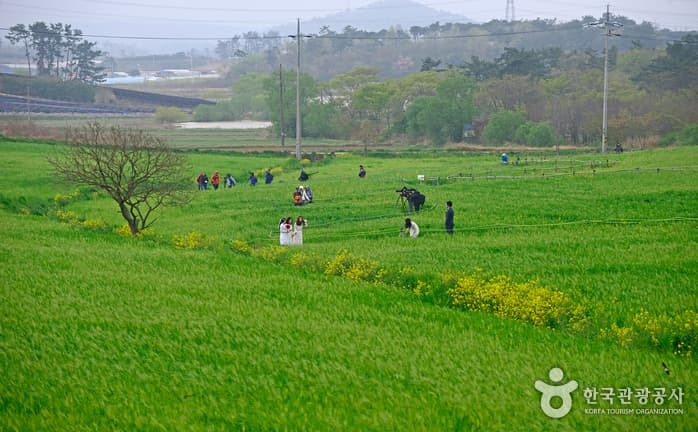 전북_고창_짙게 밴 봄 향기 속 초록 세상, 고창 청보리밭축제08