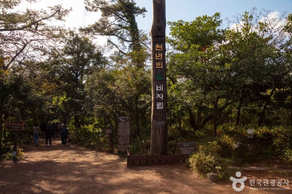 Bijarim Forest (비자림)
