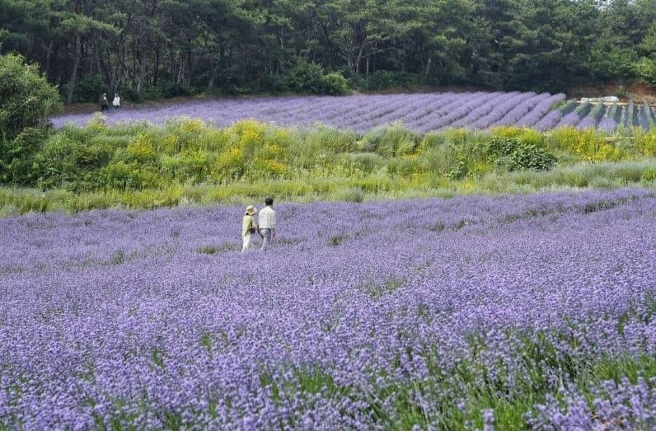 고창_고창 청농원 (2)