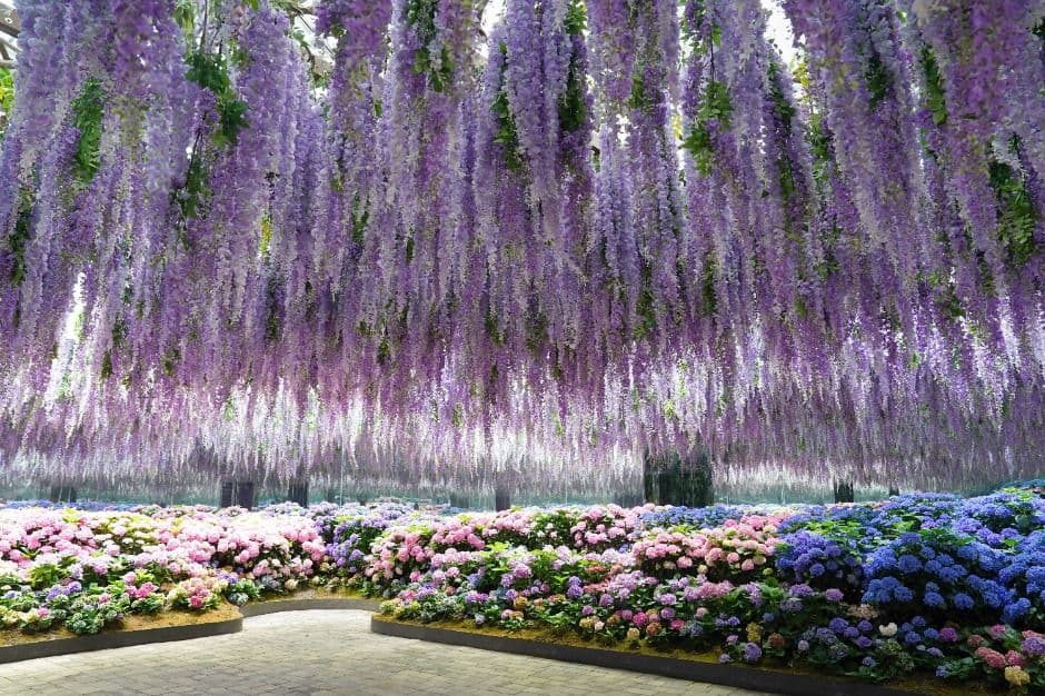 가평_가평베고니아새정원 (2)