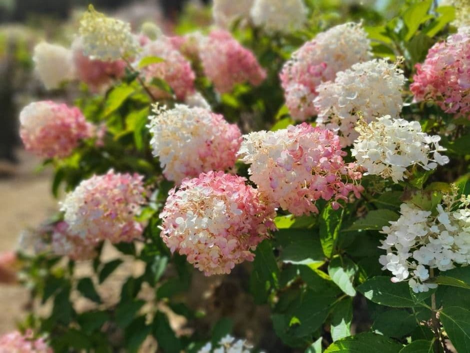 고창_고창 청농원 (3)