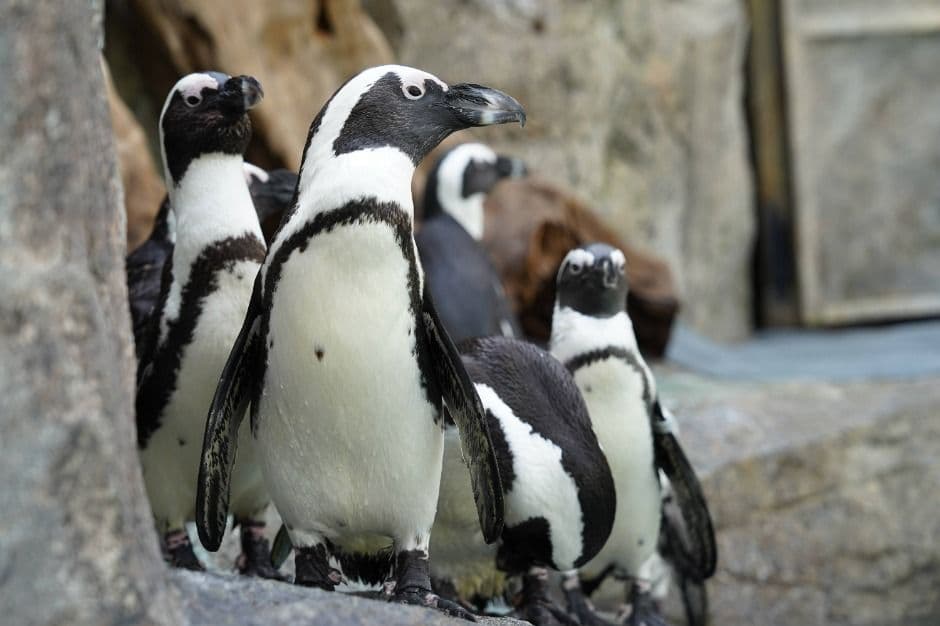 가평_가평베고니아새정원 (14)