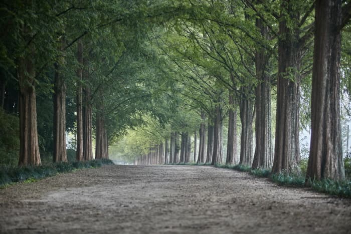 Damyang Metasequoia-lined Road (담양 메타세쿼이아길)
